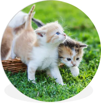 Produktbild von MuchoWow® Rundes Wandbild - Runde Bilder Kätzchen - Katze - Korb - Mädchen - Kinder - Jungen - Kinder Ø 90 cm Kreis Wanddekoration Kunststoff - Wandkreis - Wandschmuck - Wand-Kreis - Wohnzimmer - Bild - Runde - Wanddeko - Dibond - Kunstdrucke