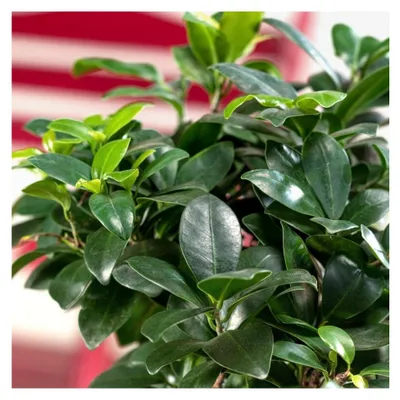 Produktbild von Lorbeer-Feige Ficus mic. Ginseng, 8 cm Topf, 3 Pflanzen