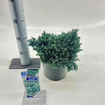 Zdjęcie produktu dla Juniperus squamata „Blue Star” – jałowiec łuskowaty niebieski | 20–25 cm w doniczce