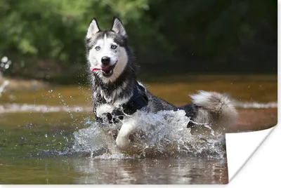 Produktbild von MuchoWow® Poster Husky im Wasser 30x20 cm - Plakate - Print