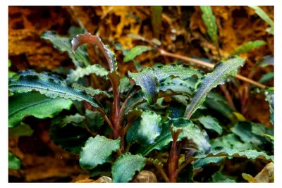 Produktbild von Aquarium Pflanze Bucephalandra 'Kedagang' I Wasserpflanze für Aquarien mit Wurzelstock/Rhizom, pflegeleicht für Aquascaping