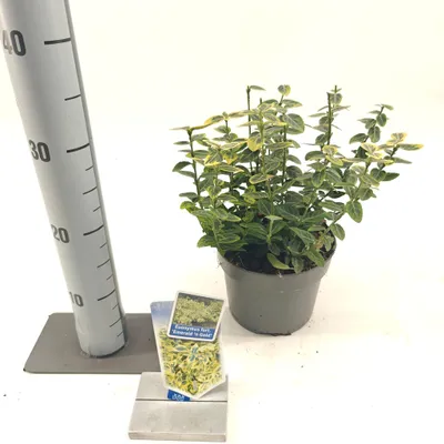 Image de Euonymus 'Emerald 'n Gold' - fusain | 20-25 cm en pot