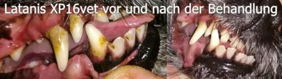 Produktbild von Latanis Zahnreinigungsspray Dental Care XP15vet 130 ml - Natürliche Zahnpflege