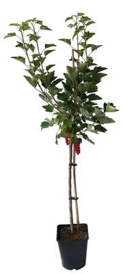 Produktbild von Rolan rote Johannisbeere Fußstamm große Beeren lange Trauben ca. 50-60 cm Stamm 4-5 Liter Topf