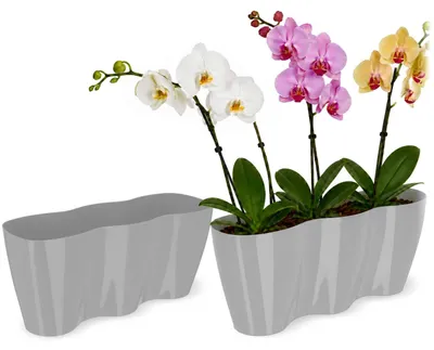Obrázek produktu pro KADAX květináč "Fermo", květináč, plastový květináč, květináč, šedý, 35 cm