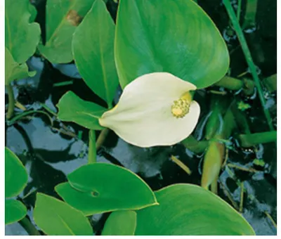 Zdjęcie produktu dla 6 x Calla palustris - Calla bagienna - doniczka 9 x 9 cm