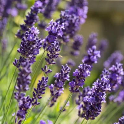 Produktbild von 12 Pflanzen Echter Lavendel, Lavandula angustifolia, immergrün, P9 Topf