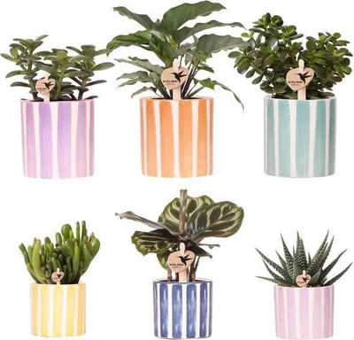 Produktbild von Sukkulenten Mix 6 Pflanzen in Bemalten Stripe Ziertöpfen Ø9cm Ø6cm Pflegeleicht