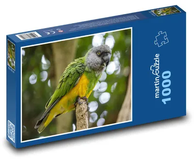 Zdjęcie produktu dla martinpuzzle - Puzzle 1000 - Papuga - ptak