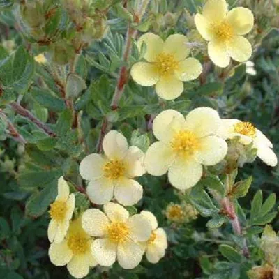 Obrázok produktu pre 2 x  kvetináč  - Potentilla fruticosa 'Maanelys'  | 25-30 cm v kontajneri