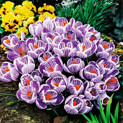 Produktbild von Blumenzwiebeln Zwiebeln Crocus Großblütiger Krokus King Of Striped 10 St.
