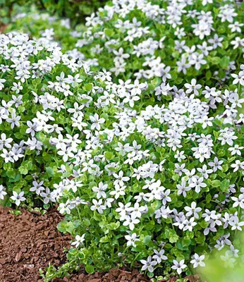 Produktbild von BALDUR Garten 15x Weiße winterharte Isotoma "White Splash", Pflanzen im 9x9 cm-Topf, blühender Bodendecker, winterharte Staude, mehrjährig & pflegeleicht, blühend, Isotoma fluviatilis