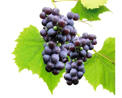 Obrázek produktu pro Vinná révabezsemenná FloraSelfVitis vinifera 'Venus' 60-100 cm květináč 3 l