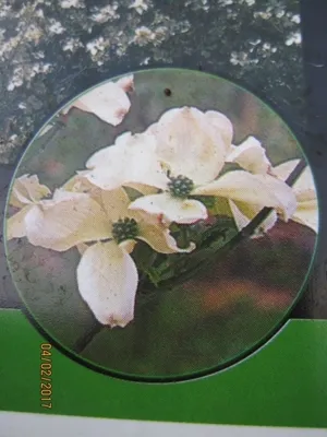 Produktbild von Cornus florida Cloud Nine - Amerikanischer Blumen-Hartriegel Cloud Nine 80-100cm