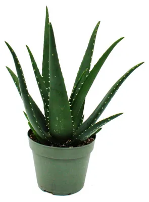 Immagine prodotto di Aloe MEDIVERA Equator - Nuova varietà di aloe vera - Vaso da 14 cm - Altezza circa 30 cm