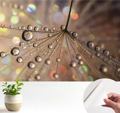 Produktbild von Fototapete selbstklebend - 104x70 cm - Tapete - Wandtapete - Wandbilder - Klebefolie - Dekofolie - Tapete Folie - Wand - Dekoration - Wohnzimmer - Perlentropfen