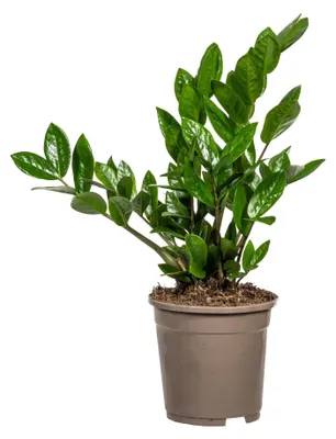 Produktbild von Zamioculcas Zamiifolia - 40-50cm - Ø17cm - Zimmerpflanze - Immergrün