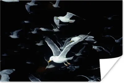 Produktbild von MuchoWow® Poster Vogel - Schwarz - Schwarm 180x120 cm - Fotoplakat