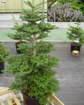 Produktbild von Abies koreana Tropfstein - Koreatanne Tropfstein - 40-50cm