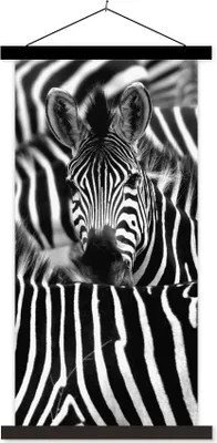 Produktbild von MuchoWow® Textilposter Zebra schwarz-weiß Fotodruck 60x120 cm mit schwarzem Rahmen - Magnete