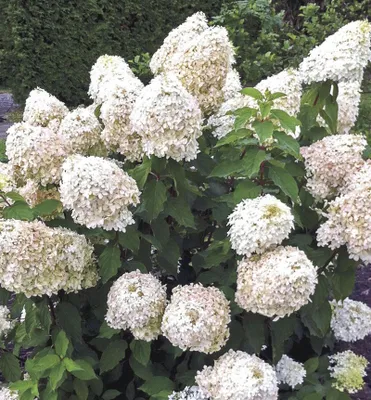 Produktbild von Rispenhortensie ´PHANTOM´ 15-20 cm, Cont. 1,4 l