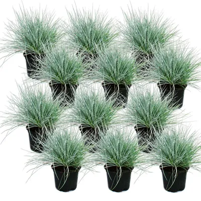 Image de Fétuque bleue - Festuca glauca - lot de 12 plants - pot de 9 cm