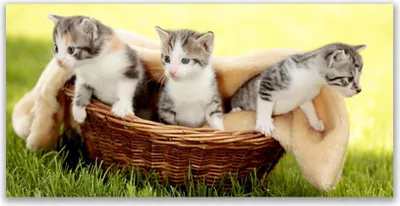 Produktbild von Glasbilder 140x70 Wandbild Druck auf Glas Katzen Tiere