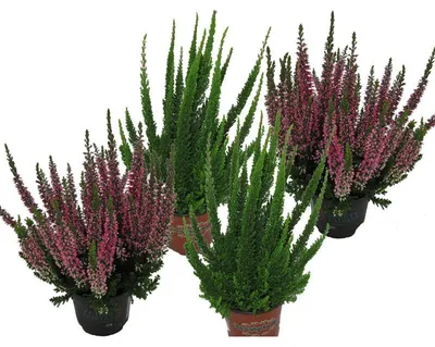 Produktbild von Enseleits Callunen Set bestehend aus 4 Pflanzen, Calluna vulgaris, Winterheide, Besenheide