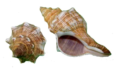Produktbild von Echte Muscheln & Schnecken - Pleuroploca trapezium - Muschel - 1 Stück