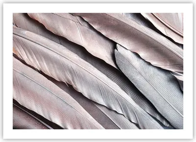 Produktbild von Poster - Poster ohne Rahmen - Federn Flügel Feder - 70x50 cm - Wand Bild - Wanddeko - Wandbilder - Kunstposter - Wandposter - Bilder - Kunstdruck - Wanddekoration - Wandbild - P2XAA70x50-5114