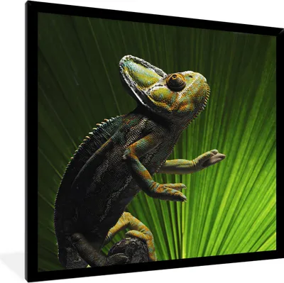 Produktbild von MuchoWow® MuchoWow® Gerahmtes Poster Chamäleon mit einem grünen Blatt 40x40 cm - Poster mit zchwarzem Bilderrahmen - Mit Rahmen - Wanddekoration Schlafzimmer