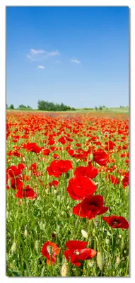 Produktbild von Wallario selbstklebende Türtapete 93 x 205 cm - Mohnblumenfeld- rote Blumen unter blauem Himmel - Abwischbar, rückstandsfrei zu entfernen