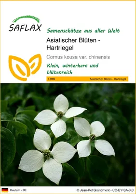 Produktbild von SAFLAX - Asiatischer Blüten - Hartriegel - 30 Samen - Cornus kousa