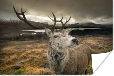 Produktbild von MuchoWow® Poster Geweih - Hirsch - Gebirge 120x80 cm - Bilder