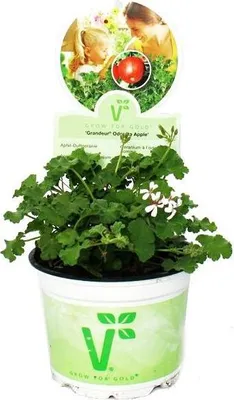 Produktbild von Duftgeranie "Apfel" - Pelargonia odorata  Hybr.
