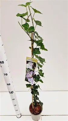 Zdjęcie produktu dla Hedera hel. ‘Woerner’ – bluszcz | 70+ cm w doniczce