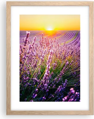Produktbild von Gerahmtes Poster - Rahmen in heller Eiche - Feld Lavendel Sonne - 30x40 cm - Wand Bild - Wanddeko - Wandbilder - Kunstposter - Wandposter - Bilderrahmen - Bilder - Kunstdruck - P2NPA30x40-4703