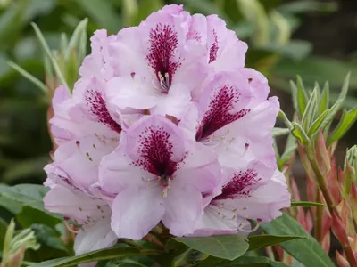 Produktbild von Rhododendron Hybride Herbstfreude - Grossblumige Alpenrose 30 - 40 cm