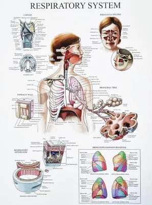 Wandposter Anatomie 40x30 cm – Medizinische Wissenschaft – Atemwege