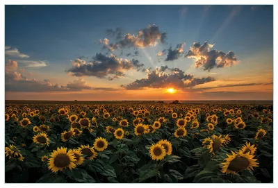 Produktbild von Wallario Küchenrückwand aus Glas, Größe: 90 x 60 cm, Motiv: Sonnenblumenwiese vor Wolken mit Sonnenuntergang | Spritzschutz | abwischbar | pflegeleicht | in
