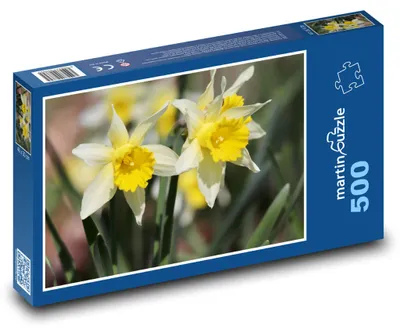 Zdjęcie produktu dla martinpuzzle - Puzzle 500 elementów - Narcysy
