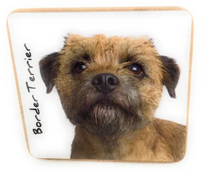 Untersetzer Border Terrier 9,5 x 9,5 cm Kork Hundemotiv