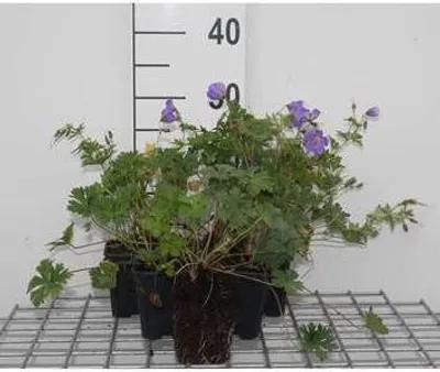 Immagine prodotto di 6 x Geranium himalayense (grandiflorum) - Cranesbill - vaso 9 x 9 cm