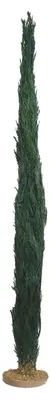 Produktbild von Miniatur Zypresse aus Naturmaterial für Weihnachtskrippe, Krippenbotanik, 80cm