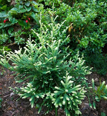 Produktbild von Küstenmammutbaum ´ADPRESSA´ 30-40 cm, Cont. 2,5 l