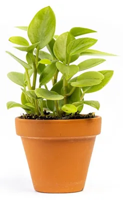 Obrázek produktu pro Gardners Peperomia Pixie (mix), průměr 8,5 cm