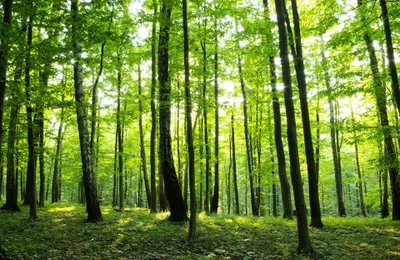 Produktbild von Vlies Fototapete Grüner Wald (368x254cm - 4 Bahnen) Natur Landschaft Bäume Wohnzimmer Schlafzimmer Wandtapete Tapete Latexdruck UV-Beständig Montagefertig