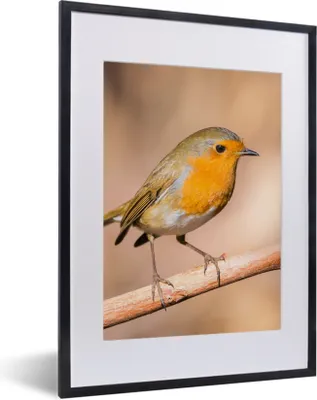 Produktbild von MuchoWow® Gerahmtes Poster Vogel - Zweig - Rotkehlchen 30x40 cm - Poster mit Schwarzem Bilderrahmen Wandposter Rahmen Foto Bilder - Wandposter Schlafzimmer