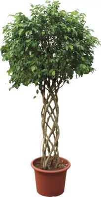 Zdjęcie produktu dla Figa brzozowa - Ficus Benjamina Exotica - Roślina domowa - 250cm - ø55cm