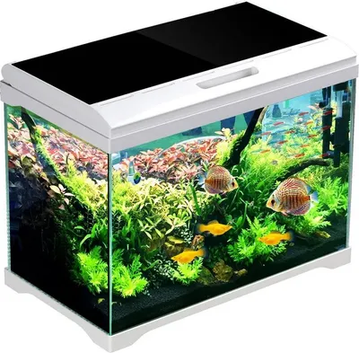A well-lit, studio shot of a modern aquarium filled with lush green plants and several colorful fish.